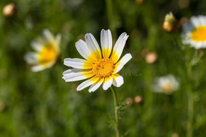 White Daisy Flower with Yellow Center Stock Image Image of blossom, floral 67911821
