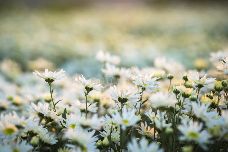 White Daisy Flowers in Early Morning Sunlight Stock Image - Image of ...