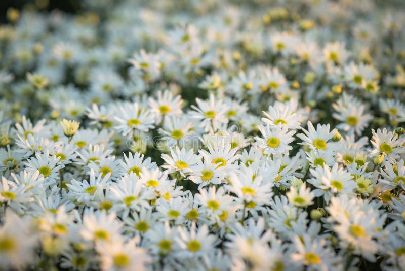 White Daisy Flowers in Early Morning Sunlight Stock Photo - Image of ...