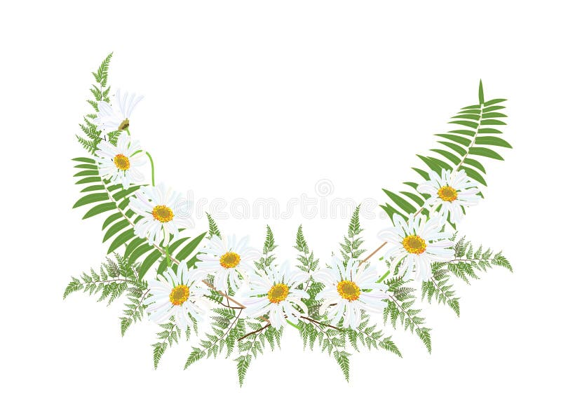 White daisy flowers with fern for frame or background vector