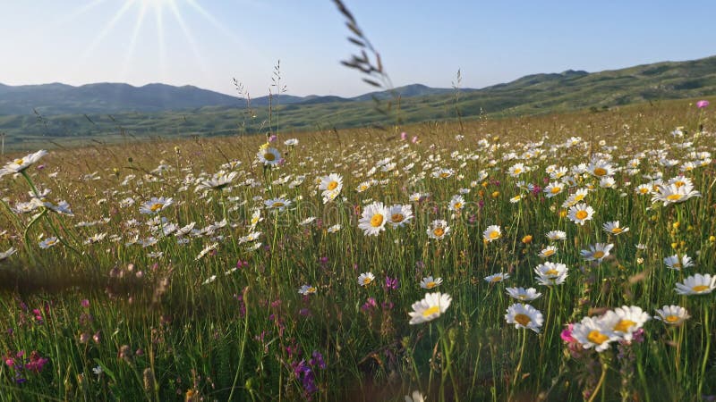 White daisy flowers field meadows. Walking through