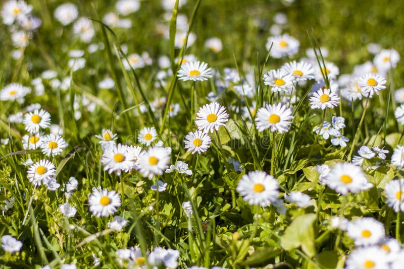 White Daisy Flowers Spread Out Like a Carpet in a Sunny Clearing in the ...