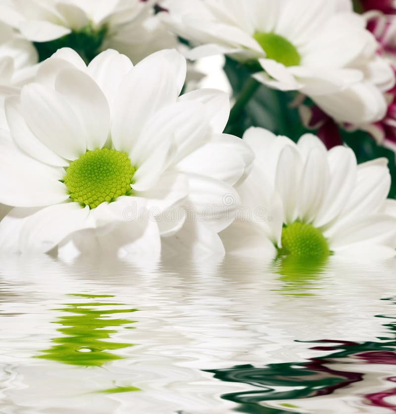 White daisy-gerbera with soft focus reflected in t