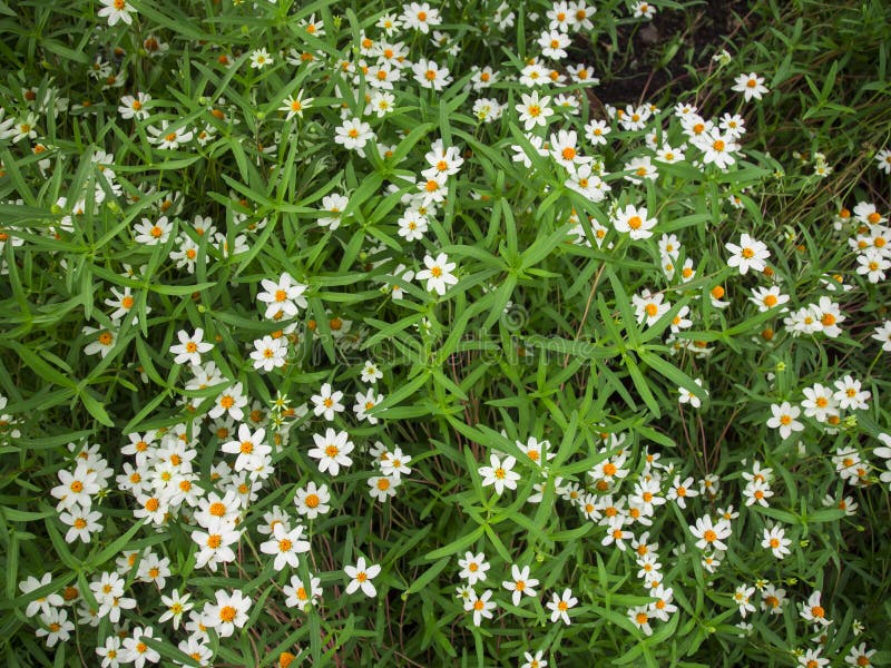 White Daisy stock photo. Image of garden, daisy, flower 53074506