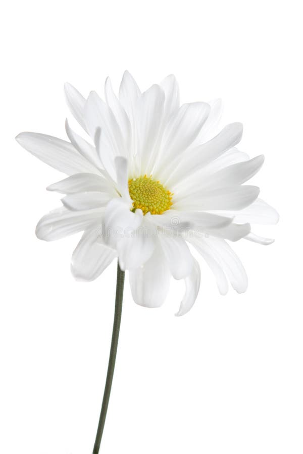 White Daisy Isolated