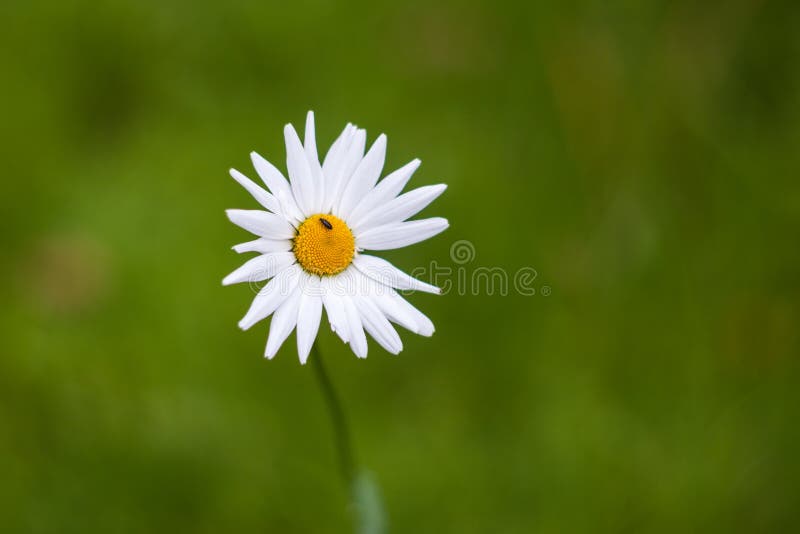 White daisy and a little beetle stock photo White daisy and a little beetle stock photo