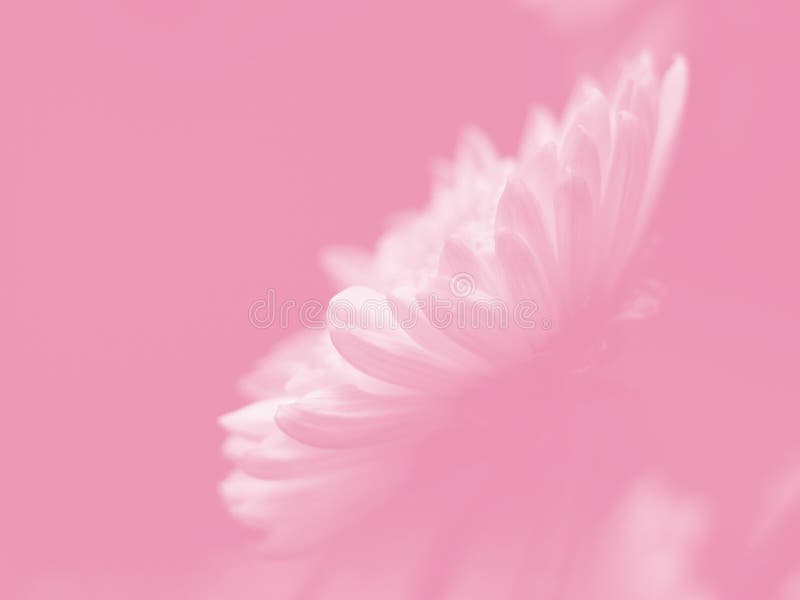 White Daisy on Pink