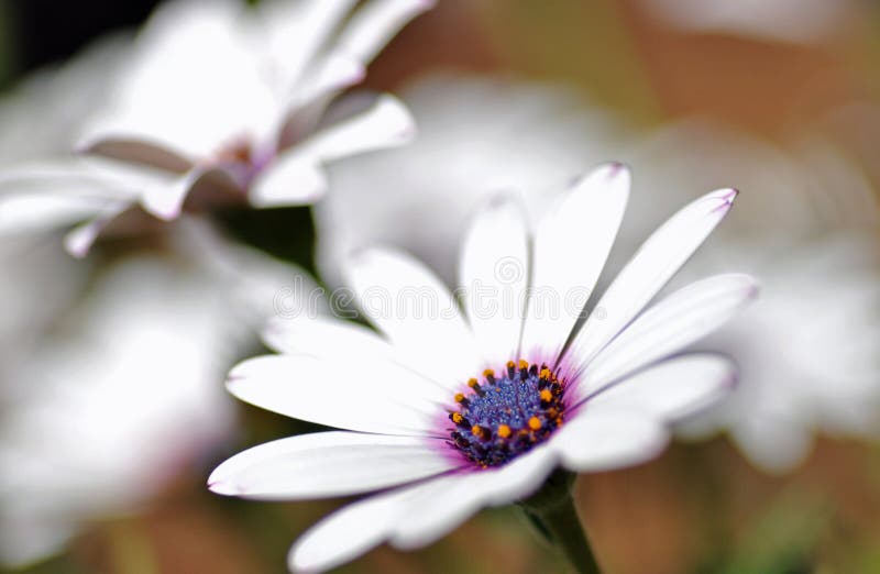 White daisy purple centre