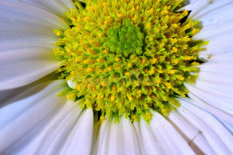 Macro of daisy eye stock photo. Image of green, botanical 205892636