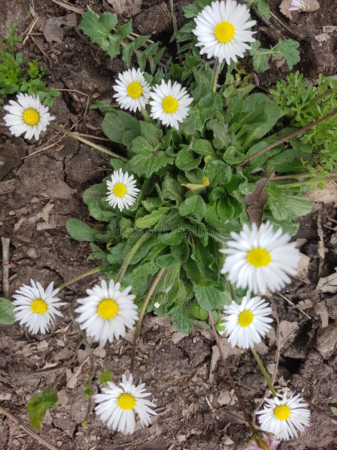 White Daisy Wildflowers Growing Wild Stock Image Image of daisy