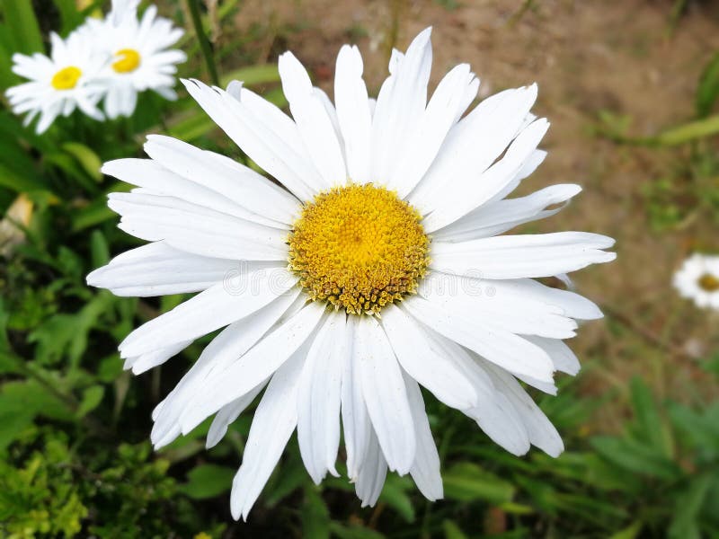 White Daisy with Yellow Center Stock Image Image of season, daisy