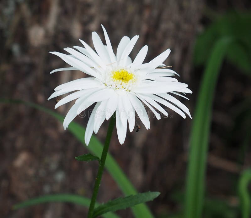 White Daisy with Yellow Centre Stock Image Image of composite, yellow