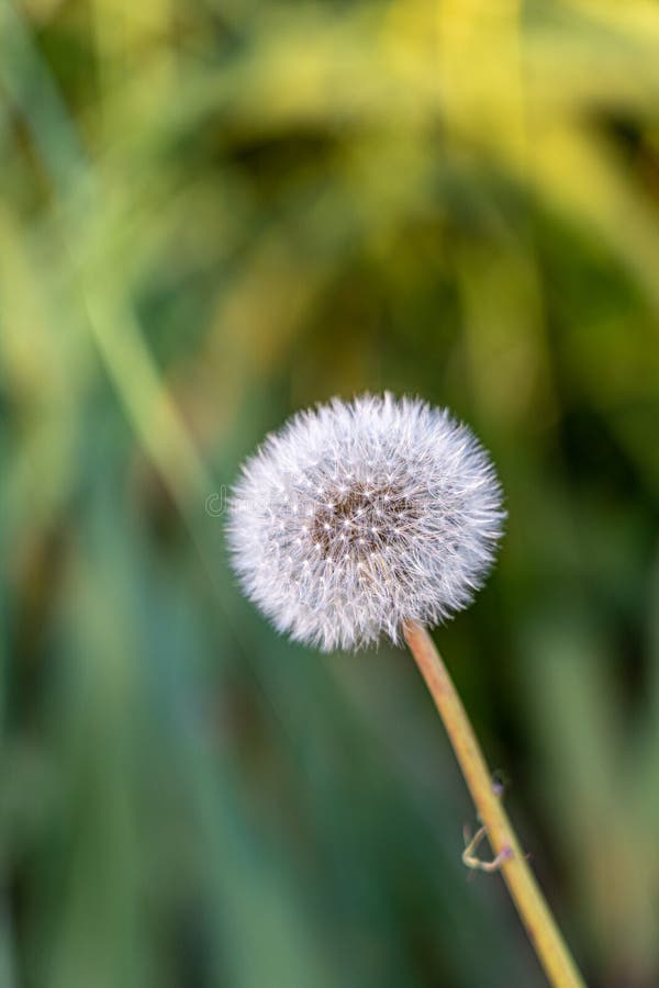 White dandelion blowball on the green meadow stock photo