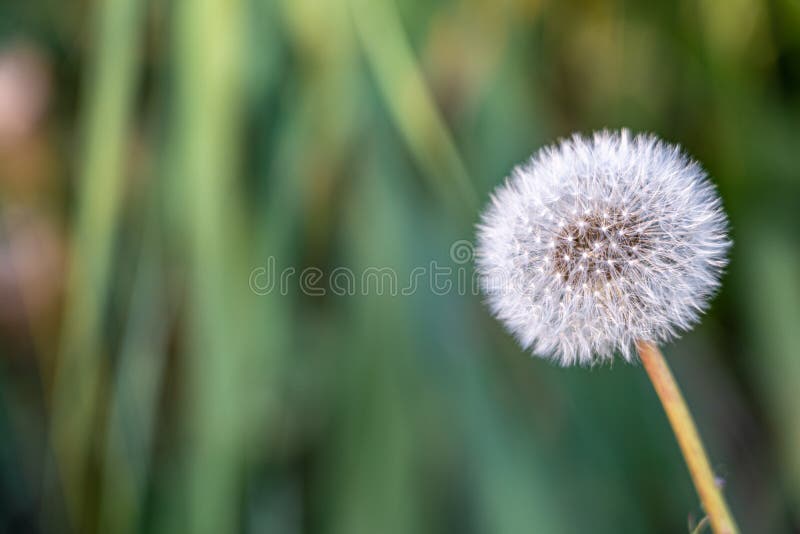 White dandelion blowball on the green meadow royalty free stock photo