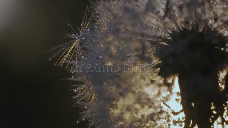 White dandelion macro shot. CREATIVE. Close view of a flower in a meadow. A bright sun shines behind a white dandelion