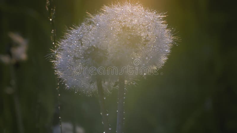 White dandelion macro shot. CREATIVE. Close view of a flower in a meadow. A bright sun shines behind a white dandelion