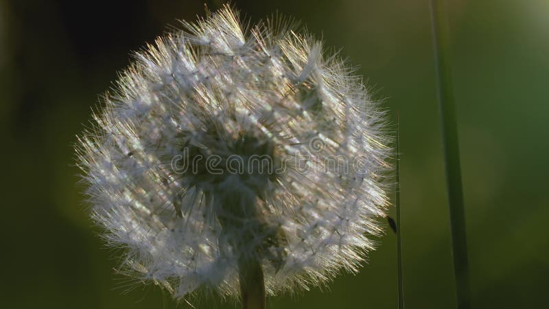 White dandelion macro shot. CREATIVE. Close view of a flower in a meadow. A bright sun shines behind a white dandelion