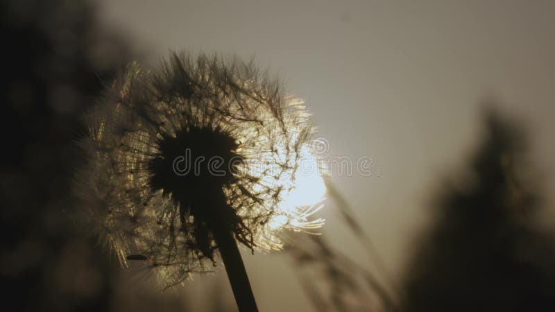 White dandelion macro shot. CREATIVE. Close view of a flower in a meadow. A bright sun shines behind a white dandelion