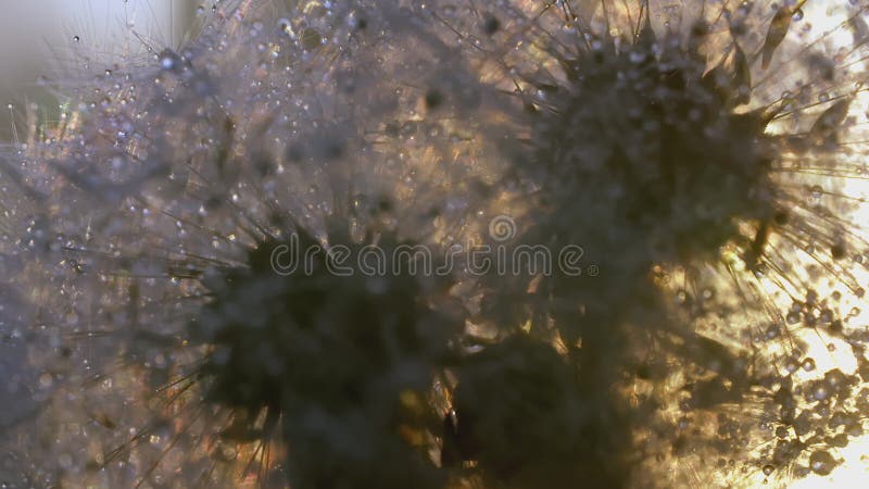 White dandelion macro shot. CREATIVE. Close view of a flower in a meadow. A bright sun shines behind a white dandelion