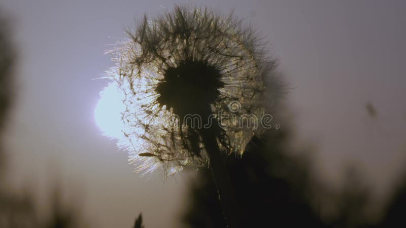 White dandelion macro shot. CREATIVE. Close view of a flower in a meadow. A bright sun shines behind a white dandelion