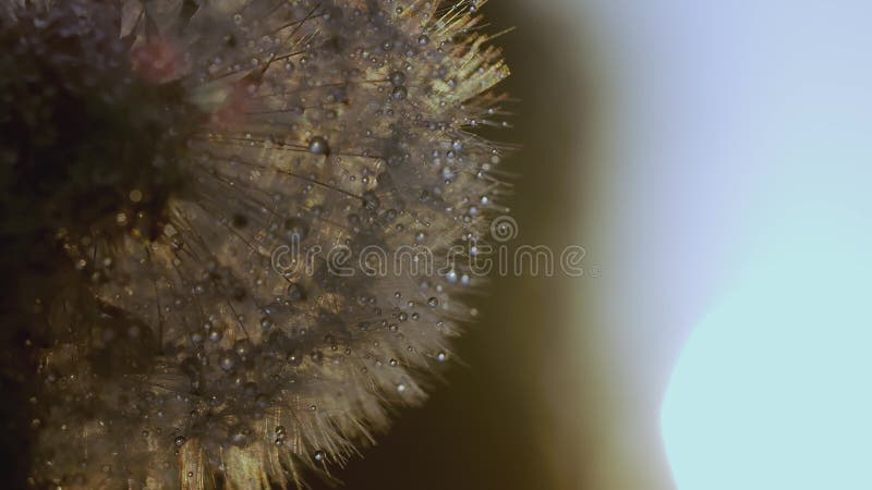 White dandelion macro shot. CREATIVE. Close view of a flower in a meadow. A bright sun shines behind a white dandelion