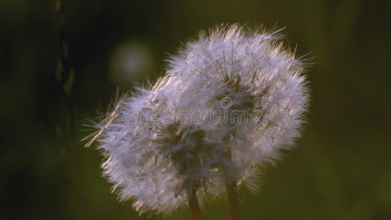 White dandelion macro shot. CREATIVE. Close view of a flower in a meadow. A bright sun shines behind a white dandelion