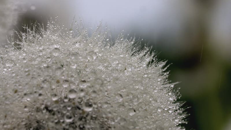 White dandelion macro shot. CREATIVE. Dew drops on a flower. Close view of a flower in a meadow. Behind the white