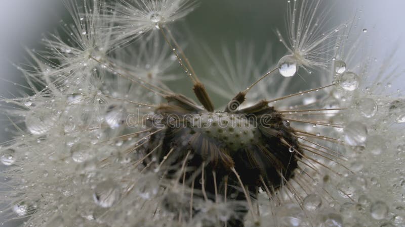 White dandelion macro shot. CREATIVE. Dew drops on a flower. Close view of a flower in a meadow. Behind the white