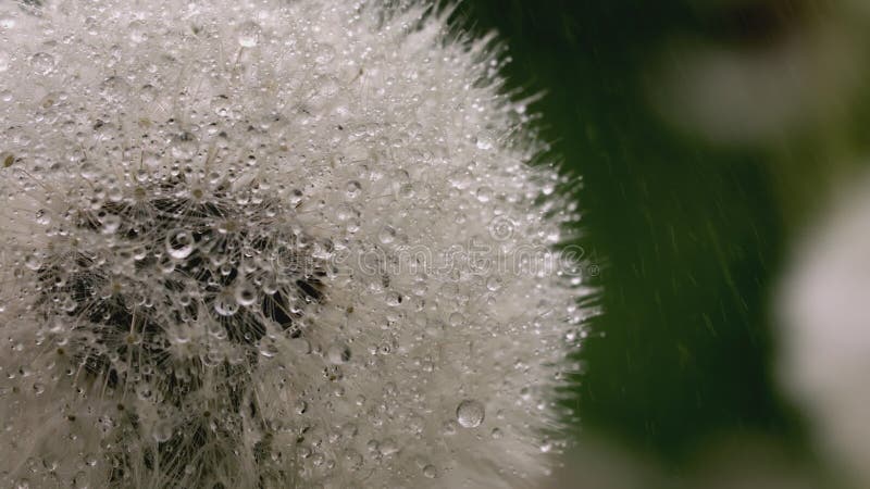 White dandelion macro shot. CREATIVE. Dew drops on a flower. Close view of a flower in a meadow. Behind the white