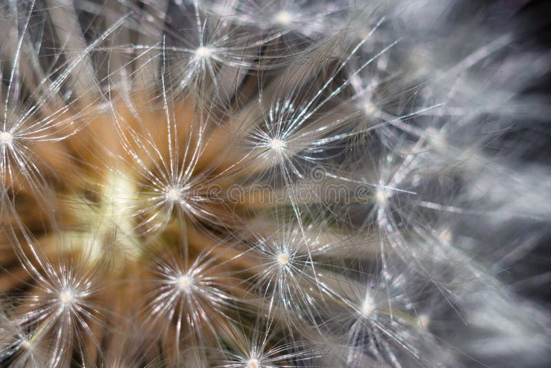 White dandelion Taraxacum officinale seeds macro stock photos White dandelion Taraxacum officinale seeds macro stock photos
