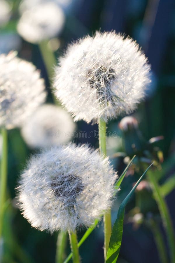 White dandelions in sunlight on green background