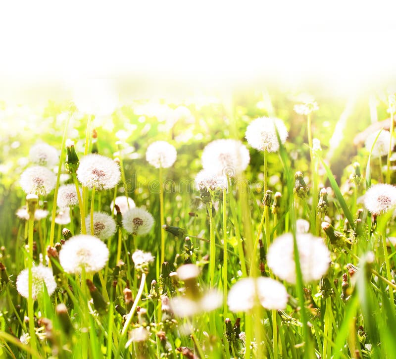 White dandelions on sunny spring meadow