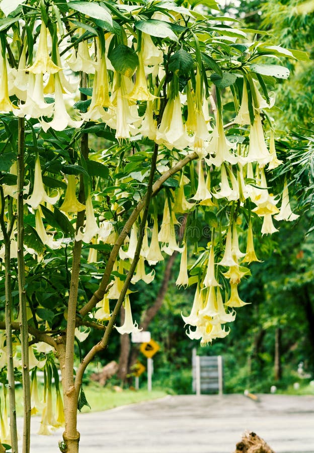 White Datura Flower Stock Image Image Of Daytime Angels 77464635