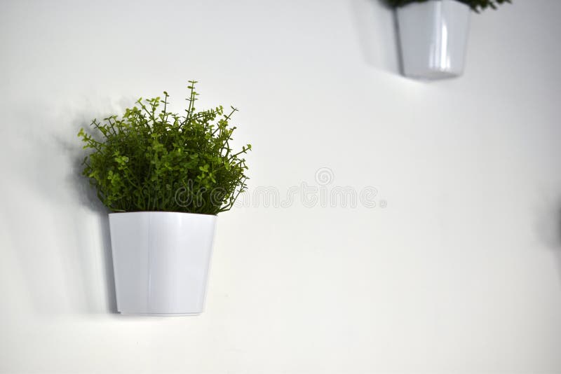 White Decorative Pots with Greenery on a White Wall Stock Photo Image