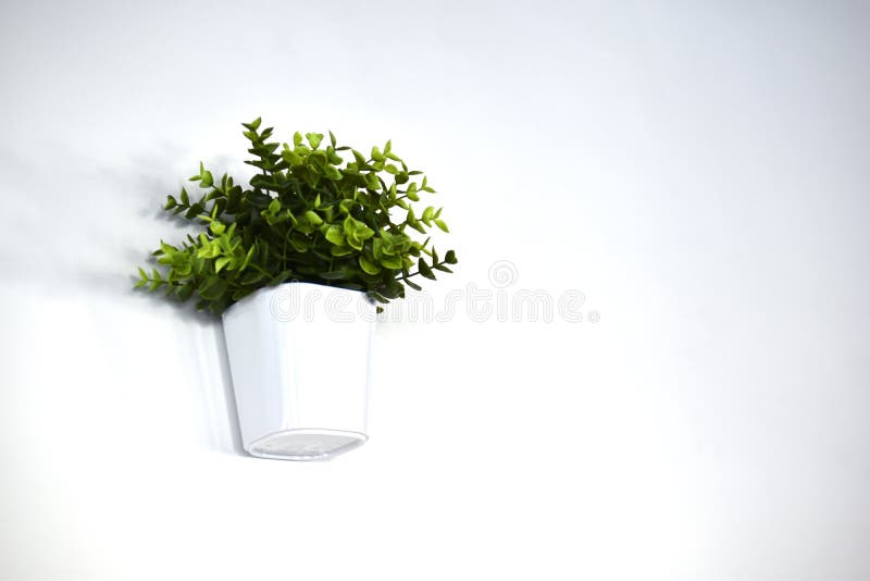 White Decorative Pots with Greenery on a White Wall Stock Image Image