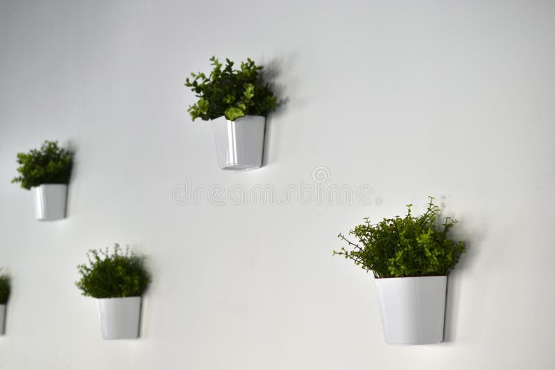White Decorative Pots with Greenery on a White Wall Stock Photo Image