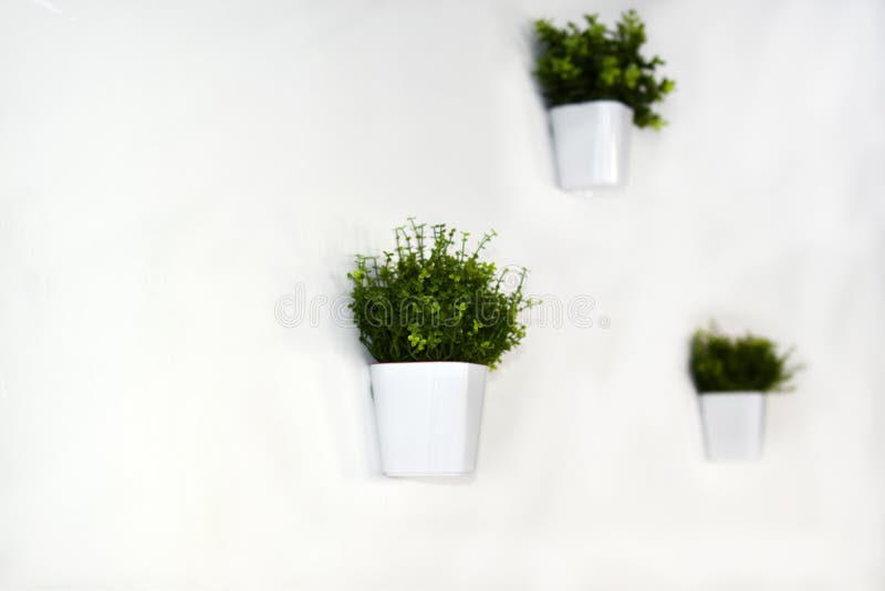 White Decorative Pots with Greenery on a White Wall Stock Image Image