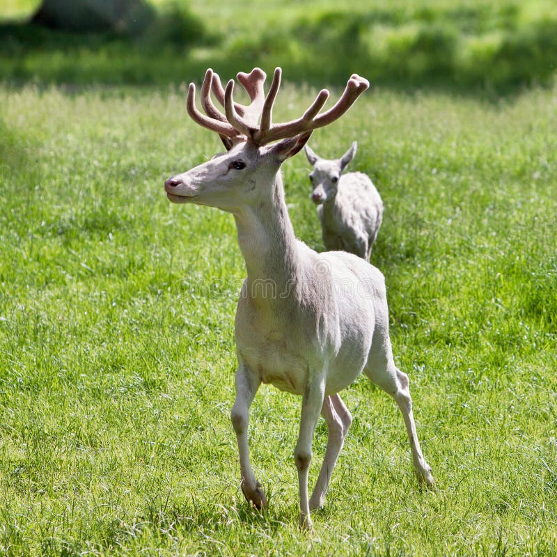 White deer stock photo. Image of odocoileus, habitat 29551652