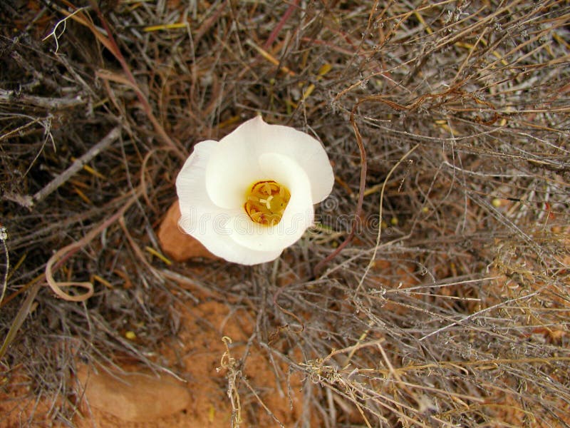 Desert Lily, Hesperocallis Undulata, Desert Flower with White Blossoms