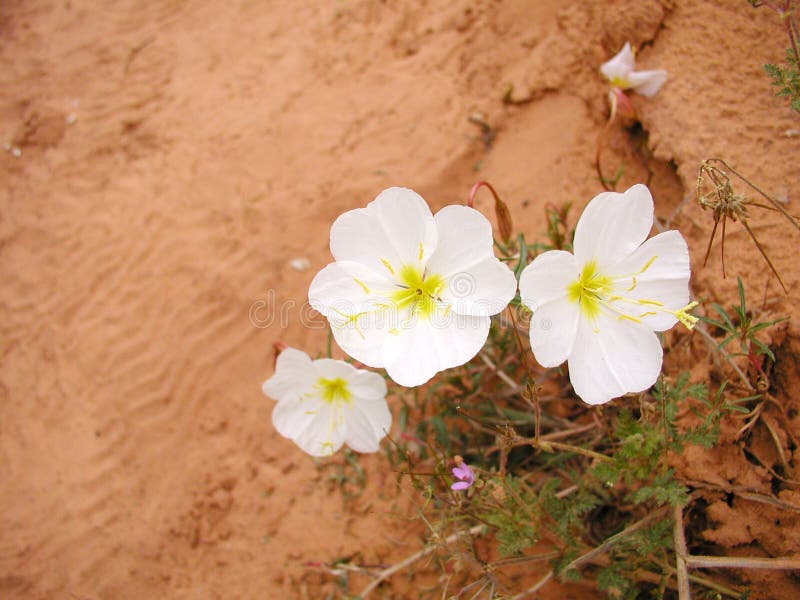 White Desert Flowers stock image. Image of bloom, remote 33199855