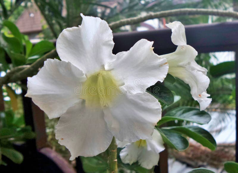 White desert roses stock photo. Image of white, shrub 53406792