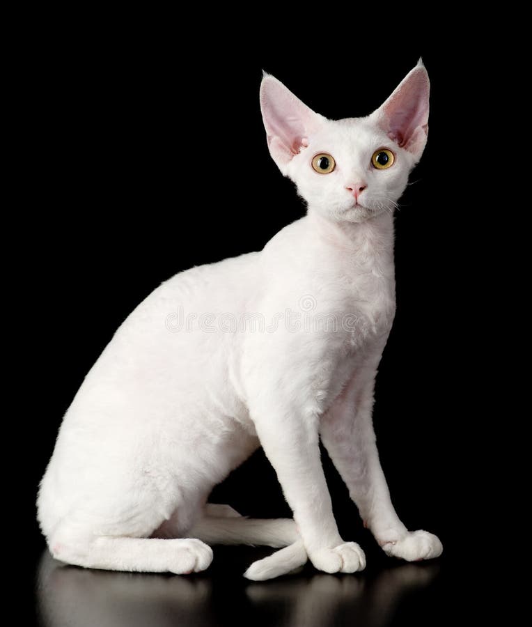 White devon rex cat. stock image. Image of interested 40967107