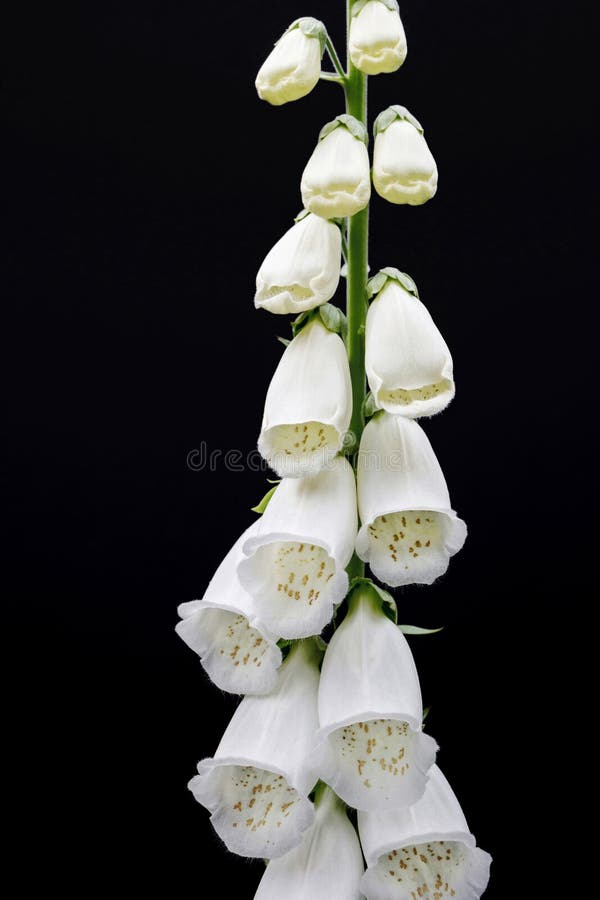 White Digitalis Purpurea Flower on Black Background Stock Photo Image