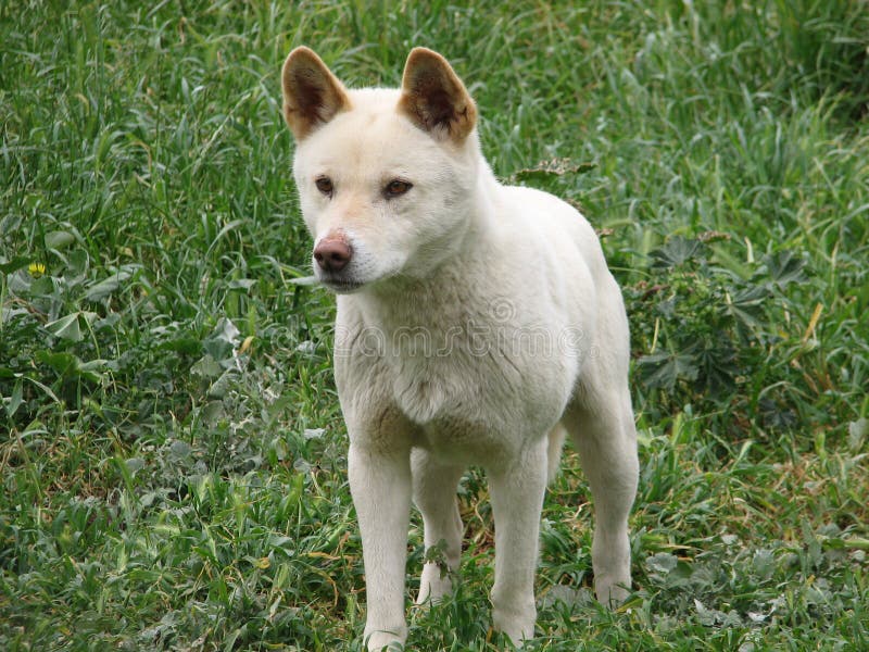 White dingo hotsell puppies for sale