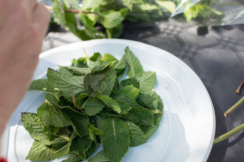 White Dish with Peppermint Leaves for Mojito Stock Photo Image of