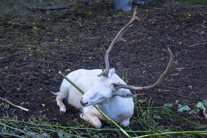 A white doe dama dama with beautiful horns gnaws a branch