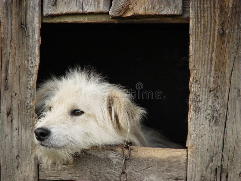 White dog