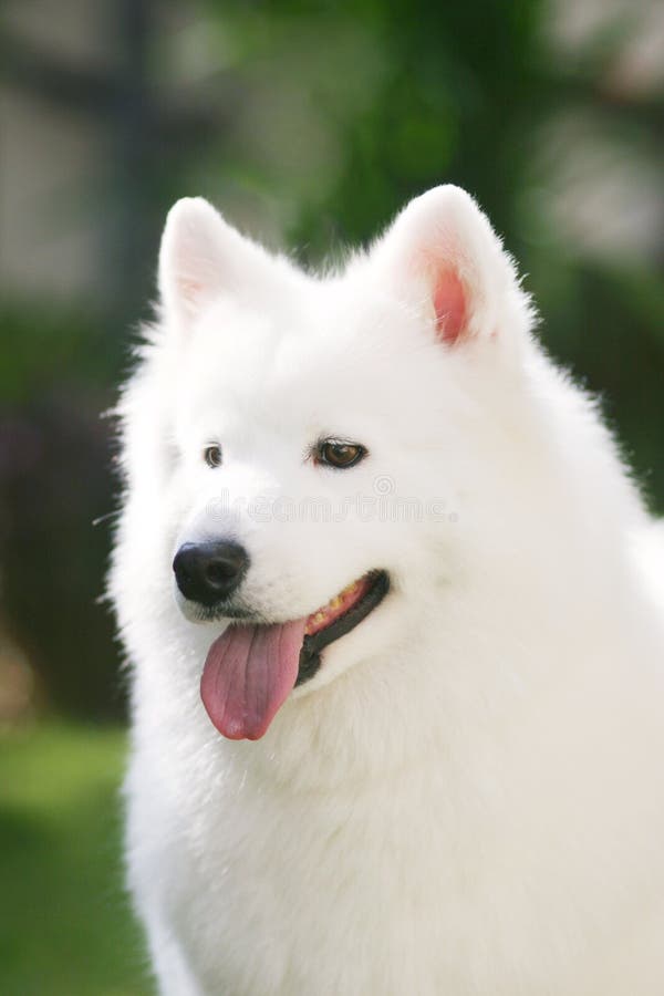 White dog