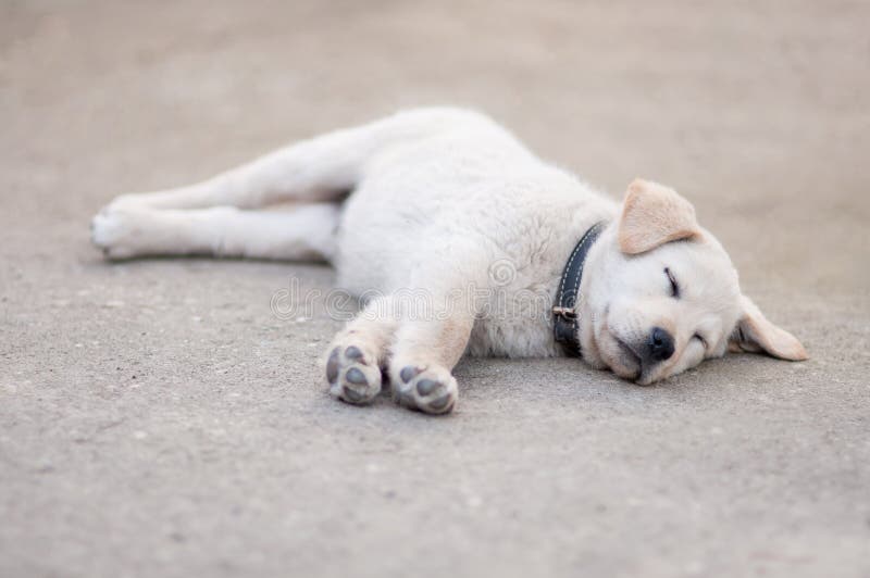 White Dog Baby Sleeping in the Courtyard Stock Photo Image of playful, baby 138668628