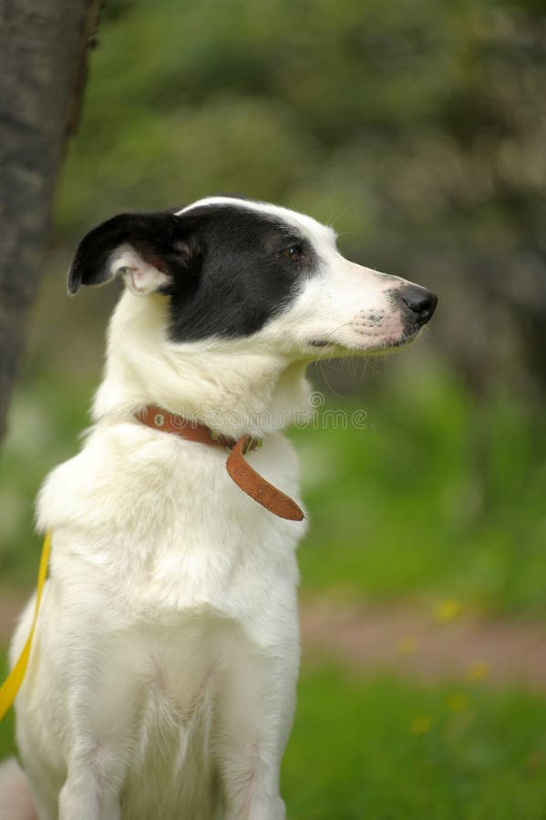 Why Is My White Dog Getting Black Spots